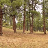 Review photo of best dispersed camping for Grand Canyon by Kelly M., September 3, 2025