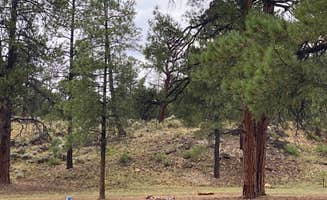 Kelly M.'s photo of camping with pets at best dispersed camping for Grand Canyon near Grand Canyon National Park