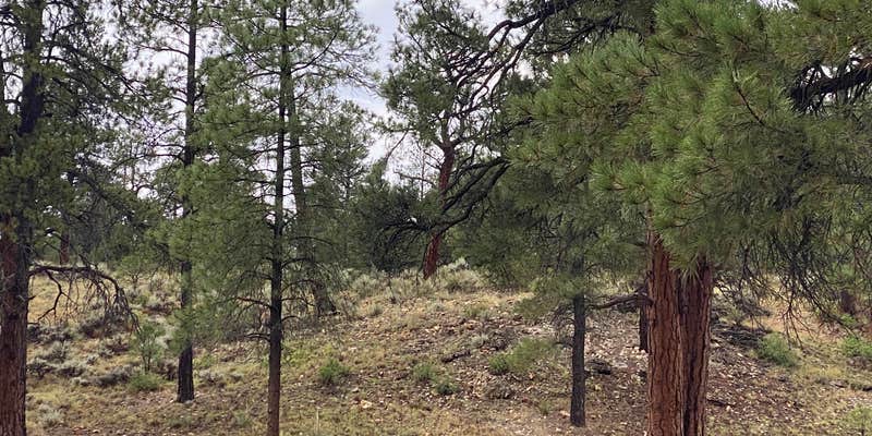 Camper submitted image from best dispersed camping for Grand Canyon