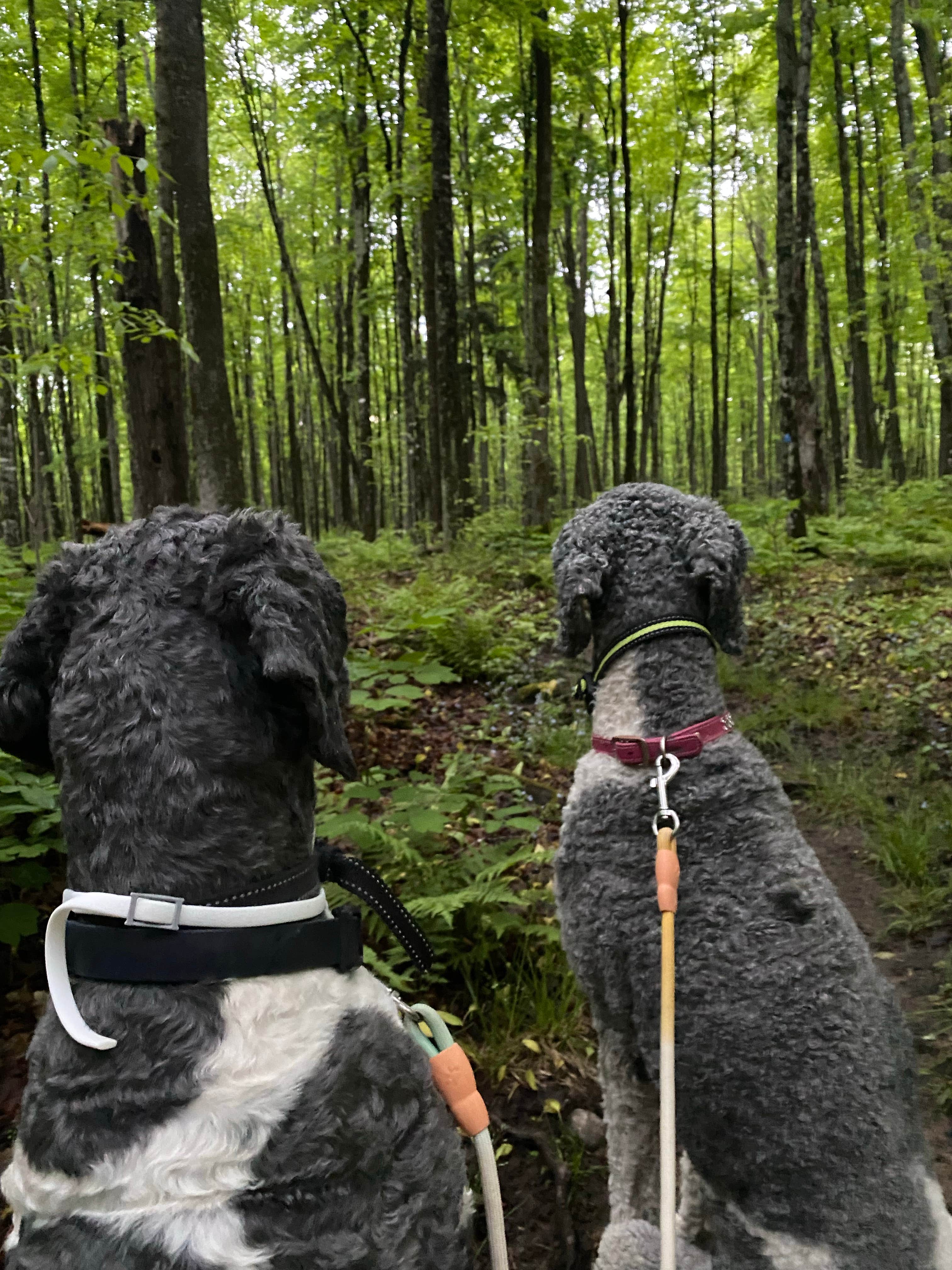 Eric S.'s photo of camping with pets at Bewabic State Park Campground near Crystal Falls, MI