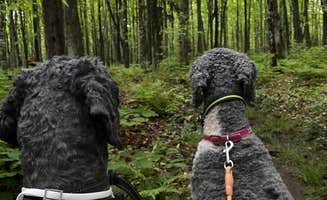 Eric S.'s photo of camping with pets at Bewabic State Park Campground near Covington, MI