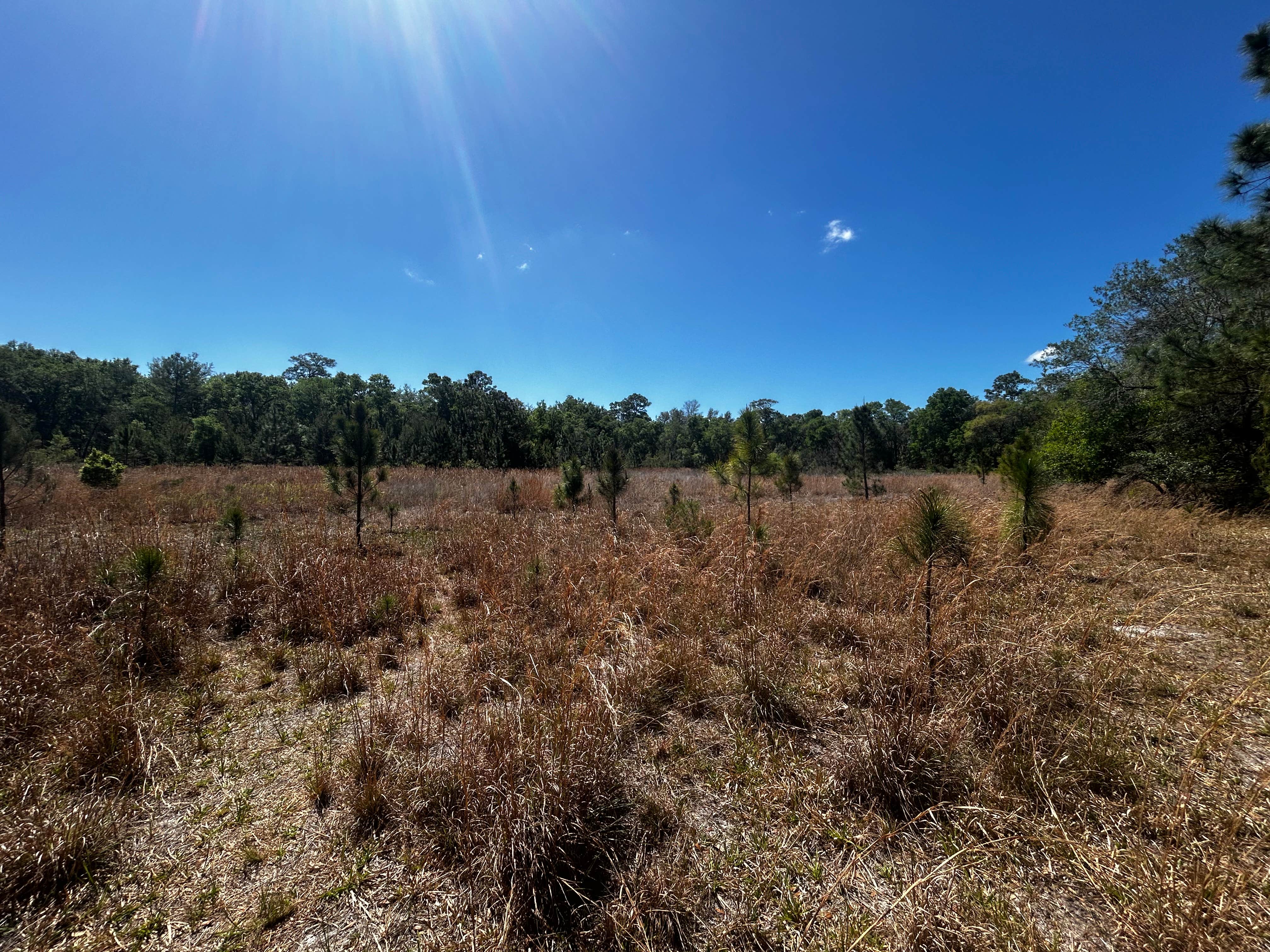 Camping near Big Scrub Campground: Big Bass Campground - Ocala National Forest, Grand Island, Florida