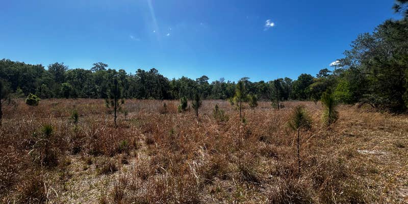 Camper submitted image from Big Bass Campground - Ocala National Forest