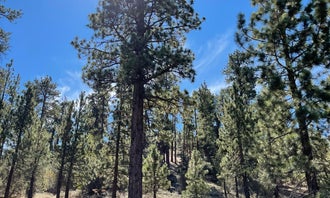 Camping near Limber Pine Campground - TEMPORARILY CLOSED: Big Bear Recreation, San Bernardino National Forest, California