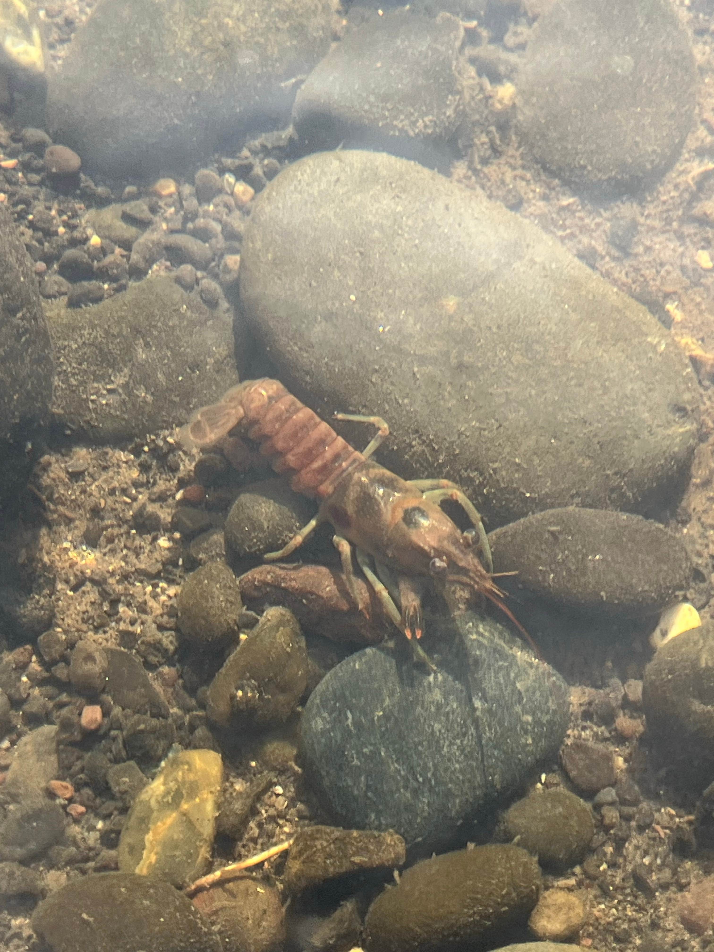 Camper-submitted photo at Big Bend Campground near Kimberly, OR