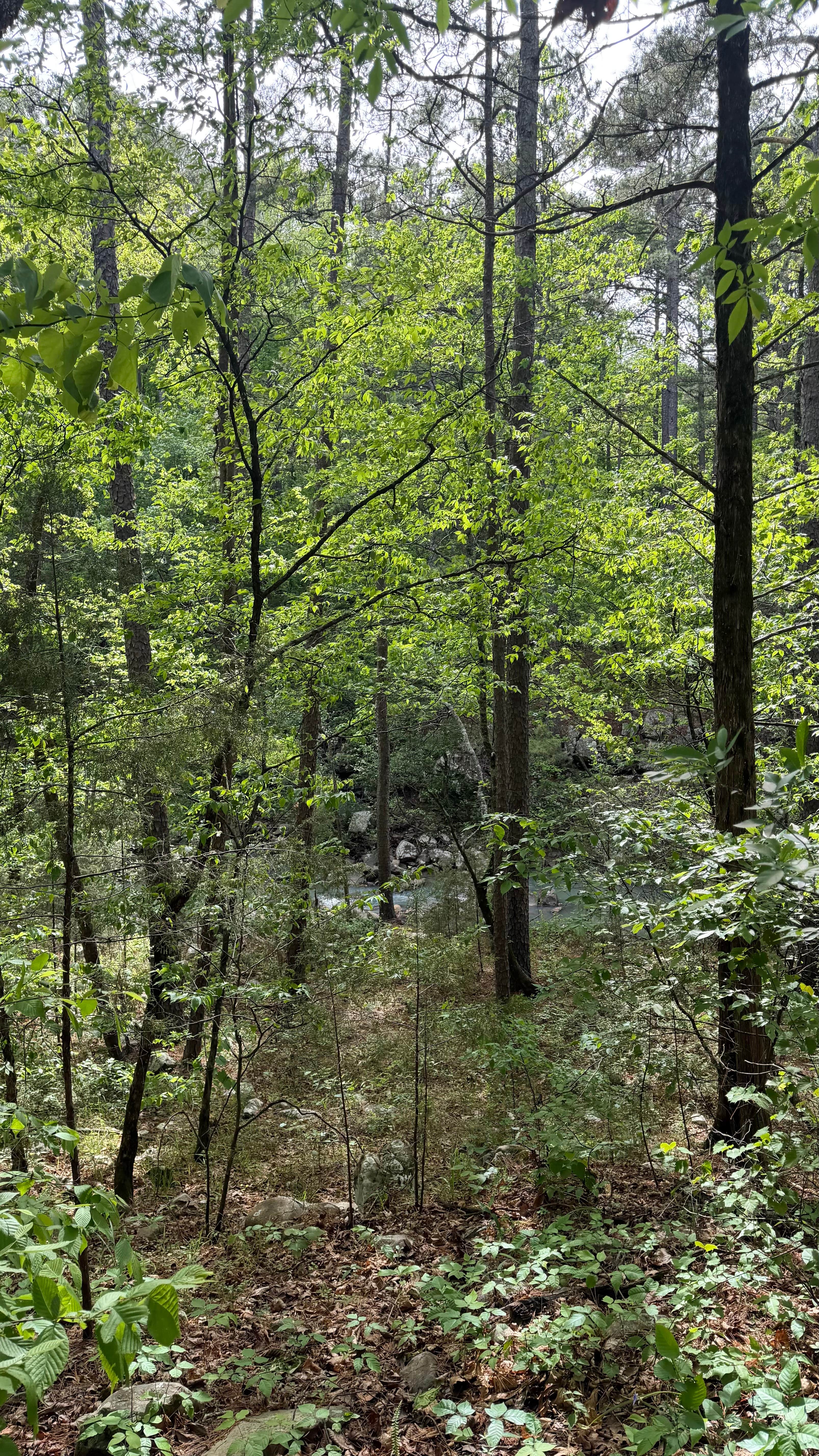 Camper-submitted photo at Big Cedar Trailhead near Hodgen, OK