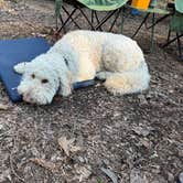 Review photo of Big Creek Primitive Camping Area by Amber W., February 10, 2026