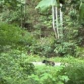 Review photo of Big Creek Primitive Camping Area by Bonnie M., July 27, 2026