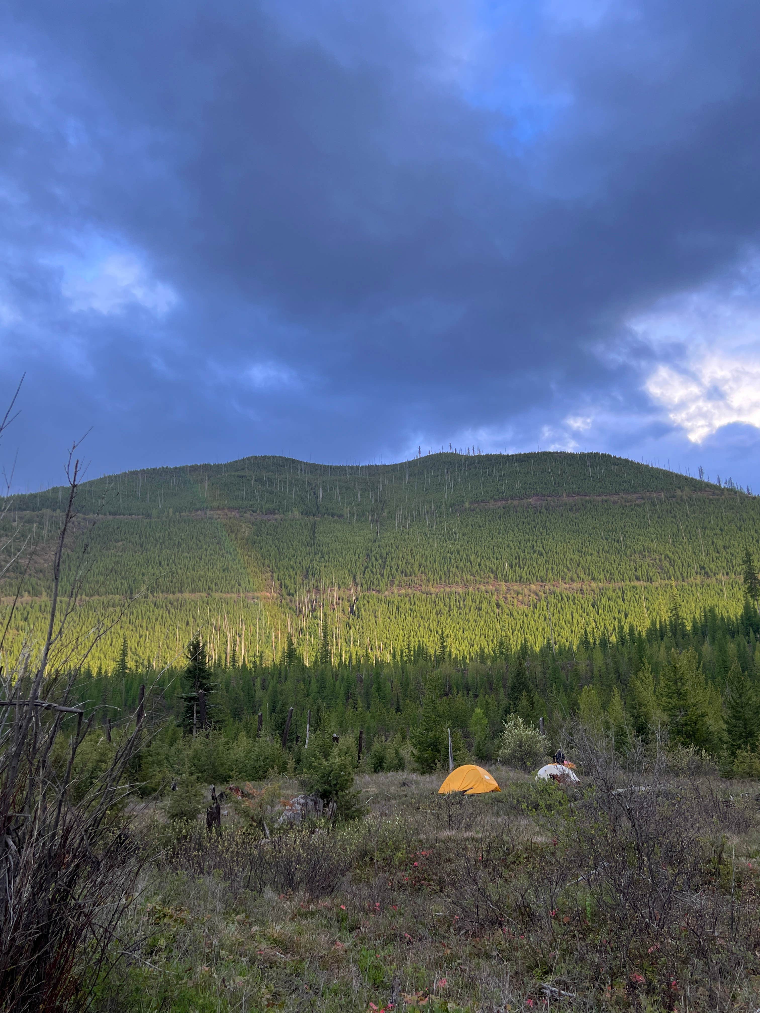 Haley L.'s photo of tent camping at Big Creek Road near Eureka, MT