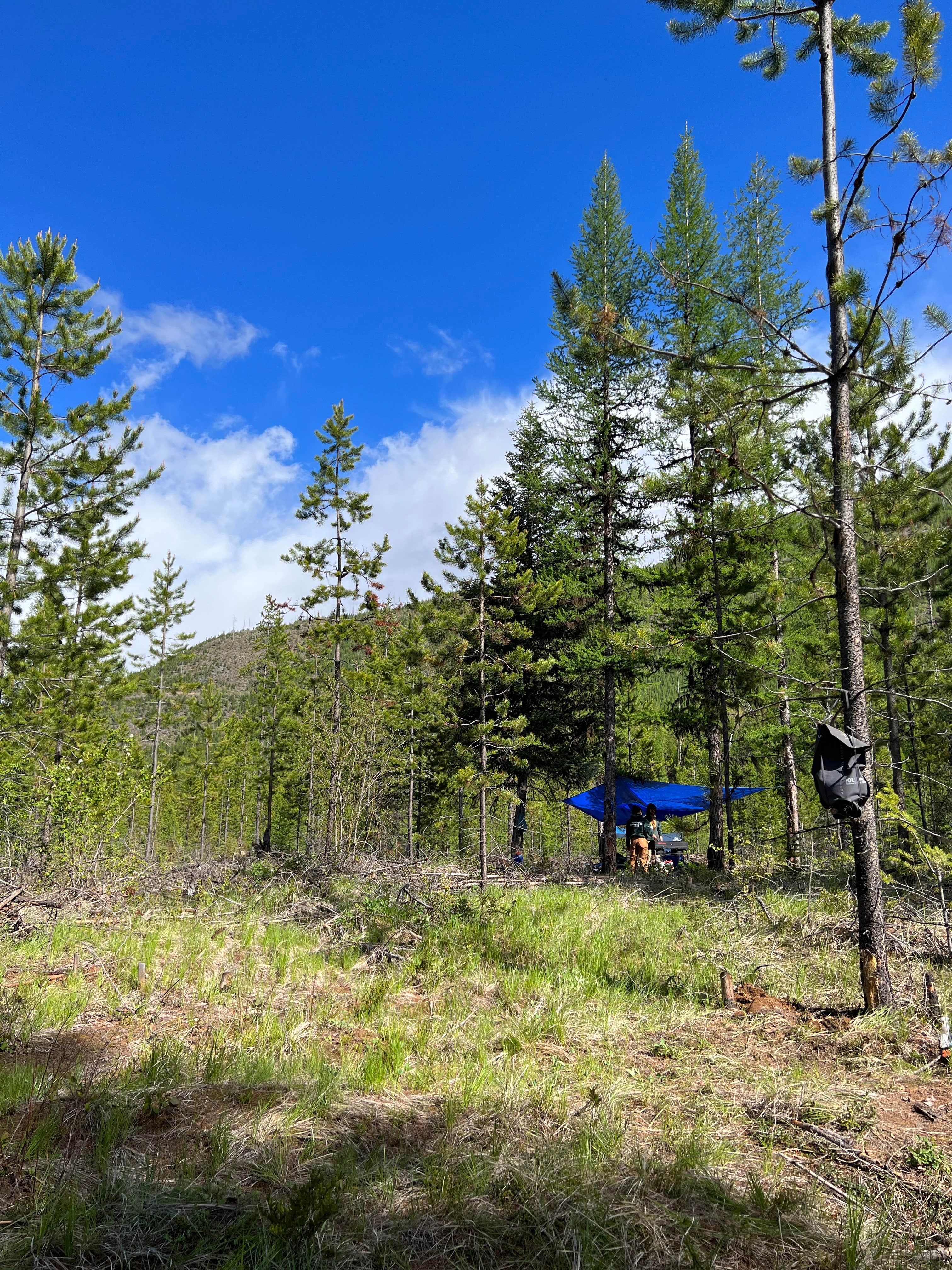 Camping near Big Creek Campground (flathead National Forest, Mt): Big Creek Road, West Glacier, Montana