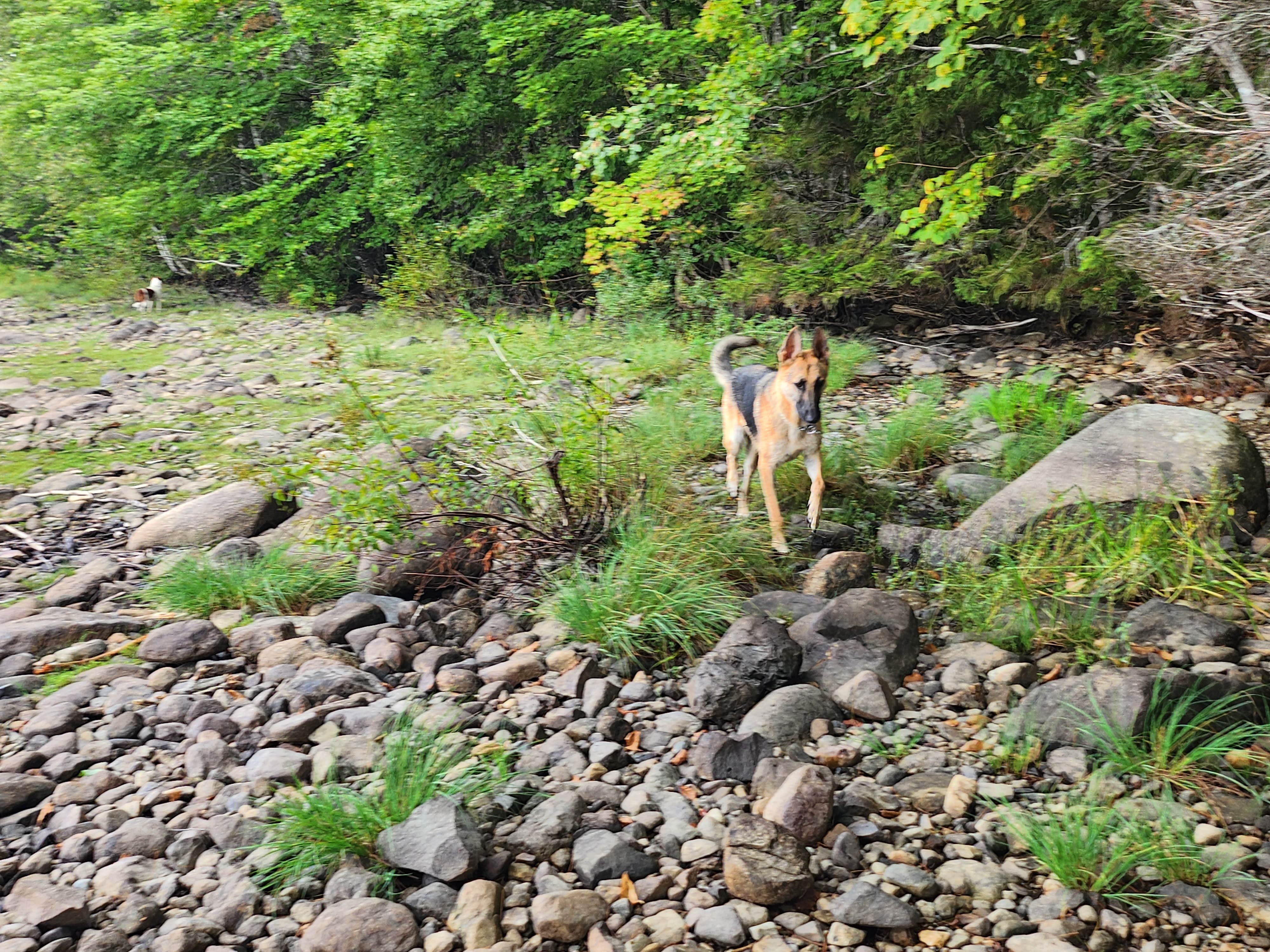 A M.'s photo of camping with pets at Big Eddy Cabins & Campground near Millinocket, ME