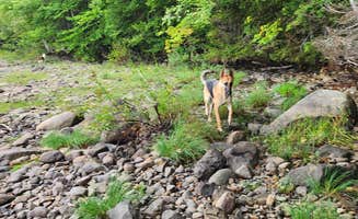 A M.'s photo of camping with pets at Big Eddy Cabins & Campground near Stacyville, ME
