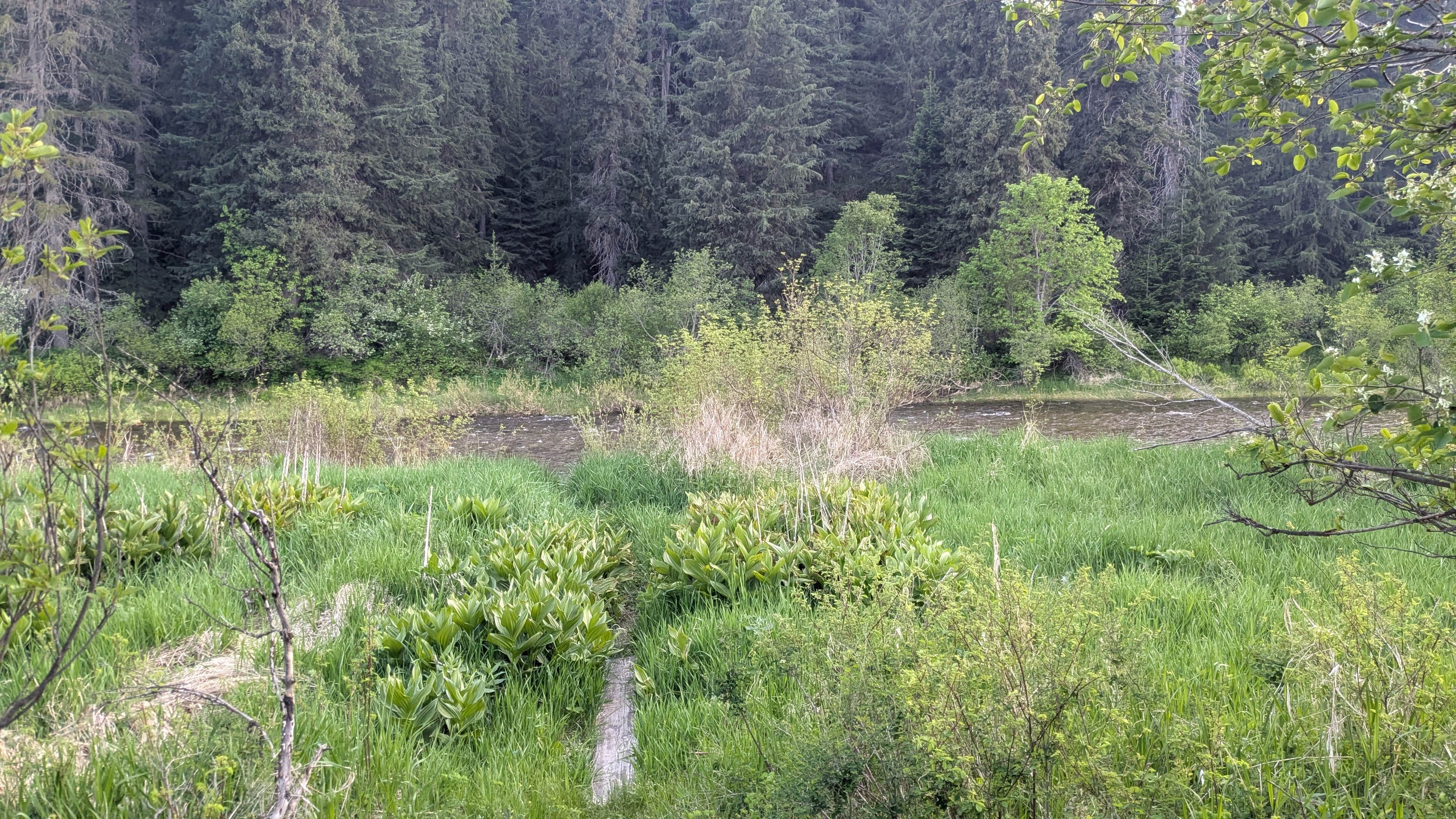 Camping near Devils Elbow: big Hanks campground, Murray, Idaho