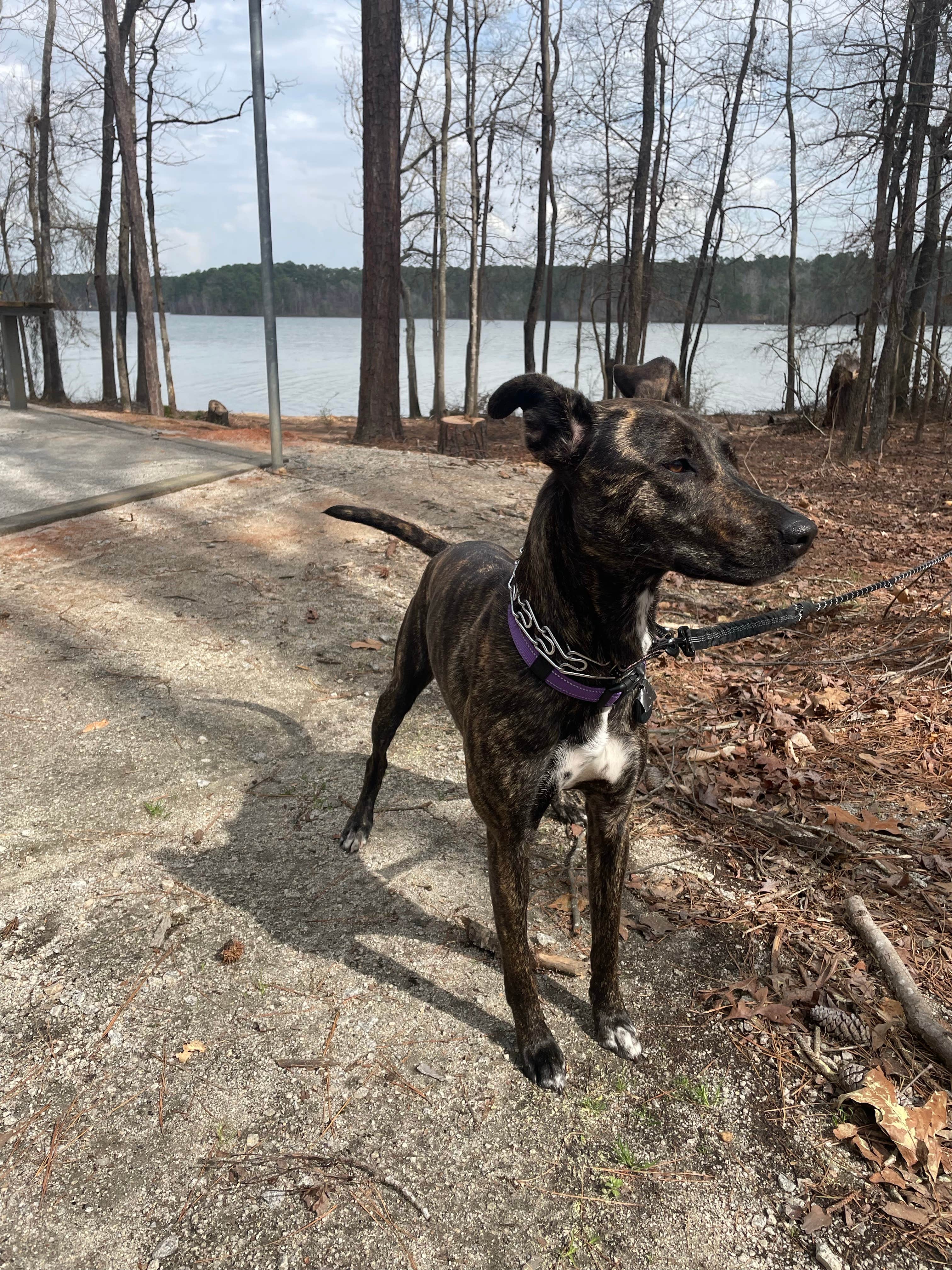 Camper submitted image from Big Hart Campground - J Strom Thurmond Lake - 3