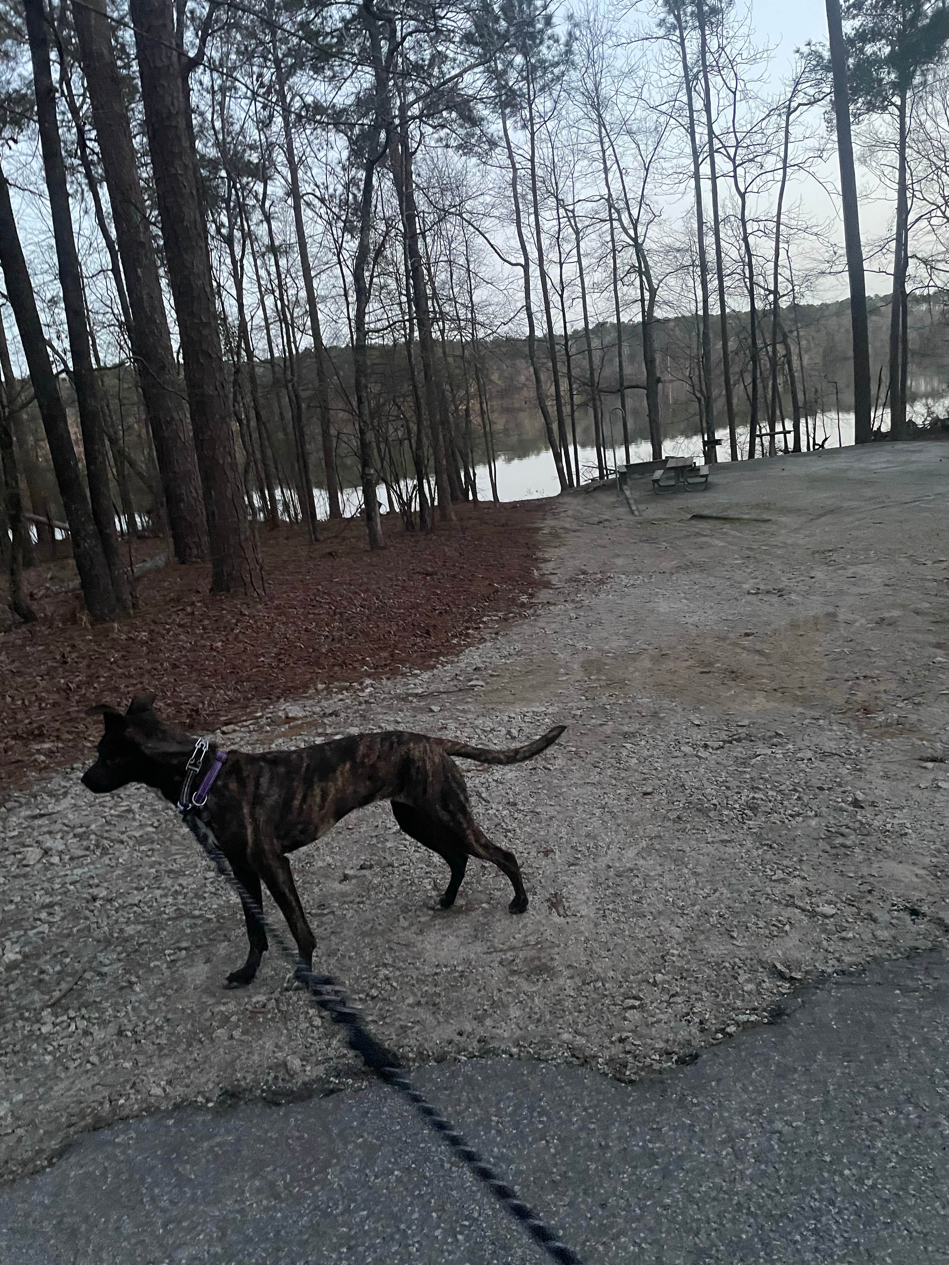 Camper submitted image from Big Hart Campground - J Strom Thurmond Lake - 1