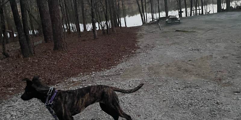 Camper submitted image from Big Hart Campground - J Strom Thurmond Lake