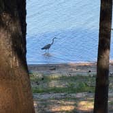 Review photo of Big Hart Campground - J Strom Thurmond Lake by Brandy C., May 16, 2026