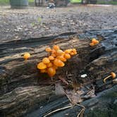 Review photo of Big Island Campground Myre-Big Island State Park by Karla J. B., December 1, 2025