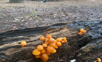Karla J. B.'s photo at Big Island Campground Myre-Big Island State Park near Leland, IA