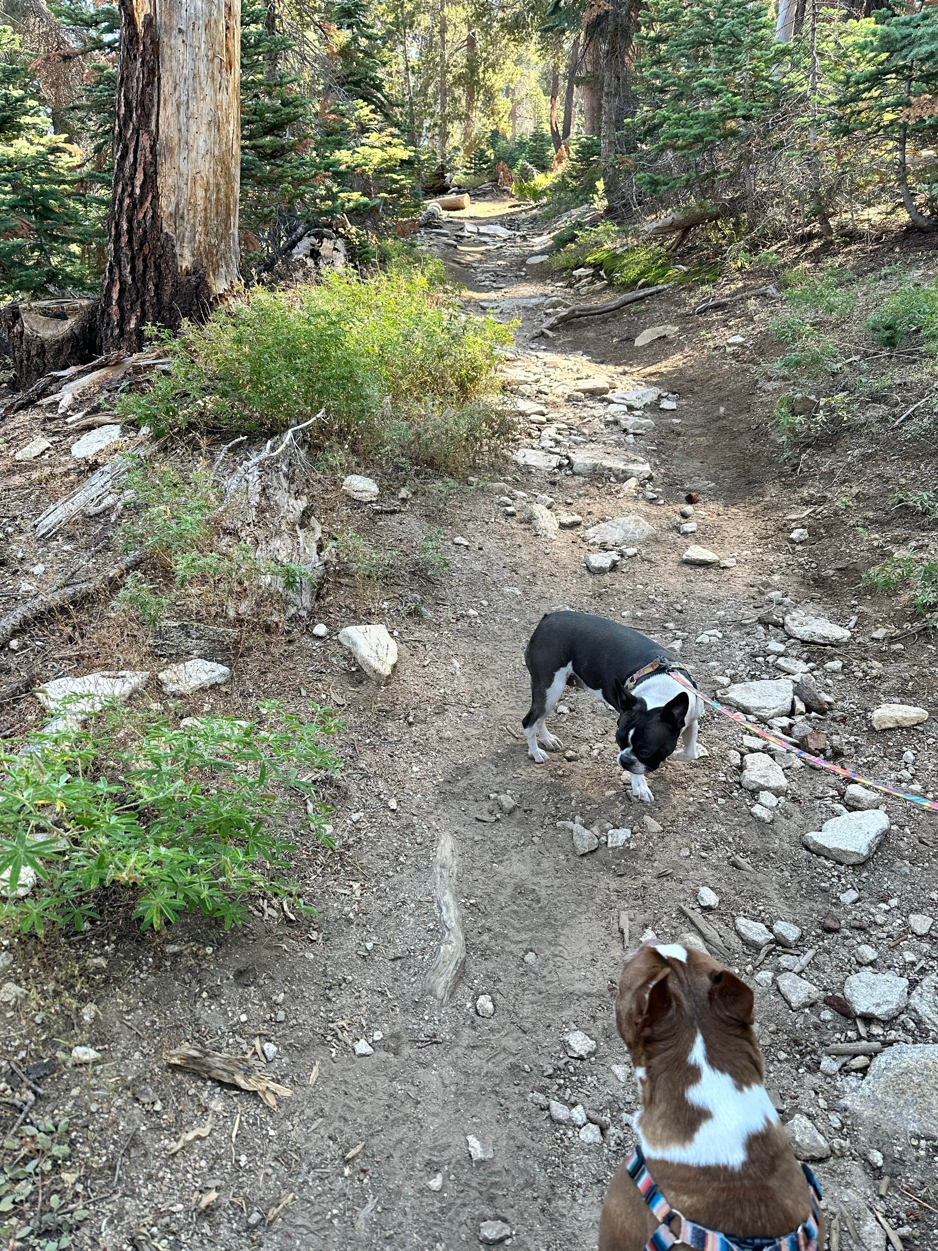 Joseph Z.'s photo of camping with pets at Big Meadow Campground - Us Forest Service Sequoia National Forest (CA) near Badger, CA
