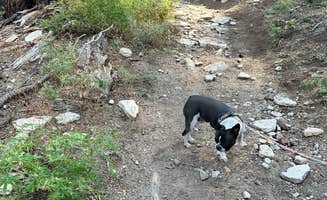 Joseph Z.'s photo of camping with pets at Big Meadow Campground - Us Forest Service Sequoia National Forest (CA) near Sequoia & Kings Canyon National Parks