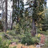 Review photo of Big Meadow Campground - Us Forest Service Sequoia National Forest (CA) by Joseph Z., December 12, 2024