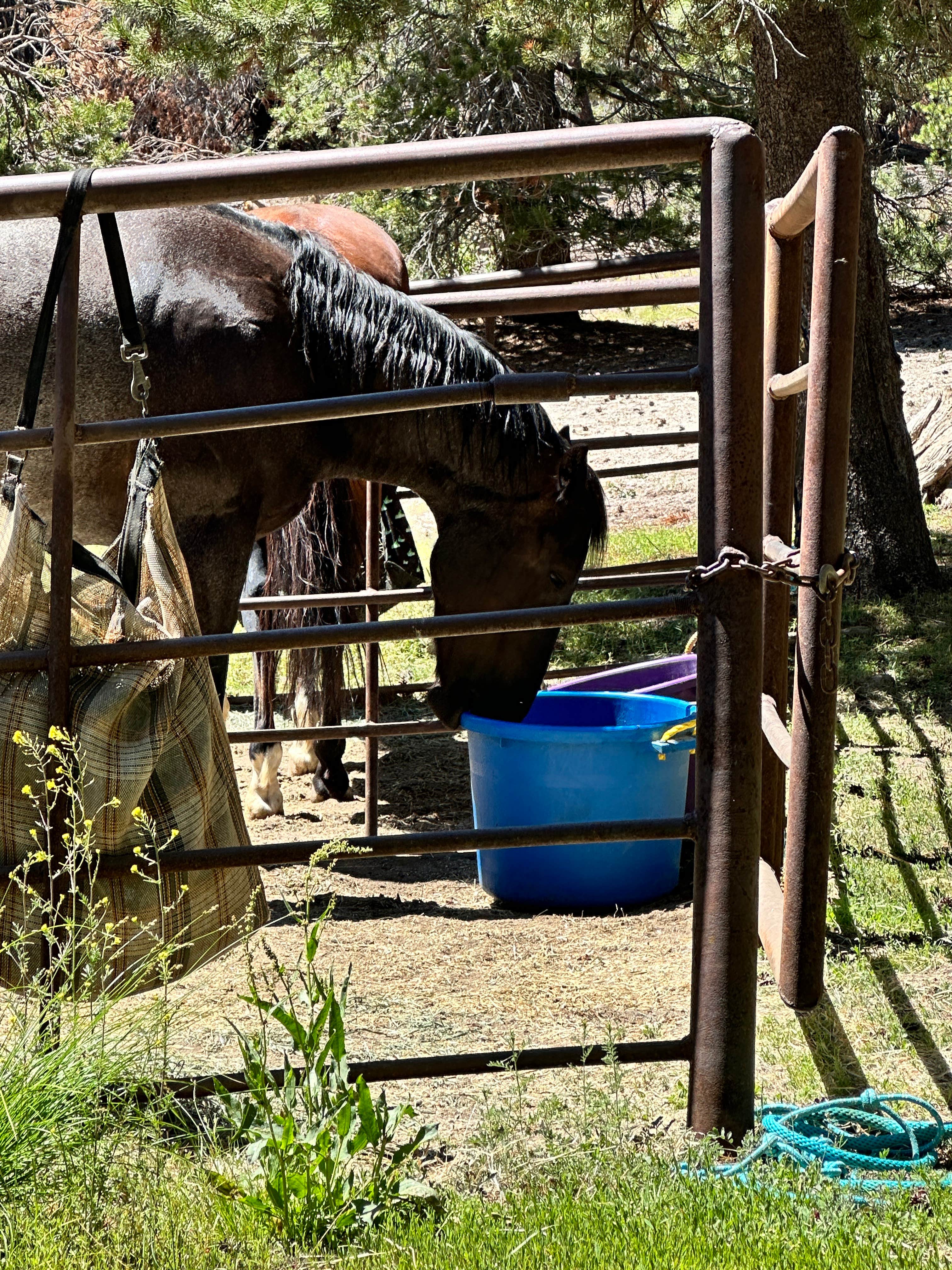 Camping near Upper Stony Creek Campground — Sequoia National Forest: big meadows horse camp, Hume, California