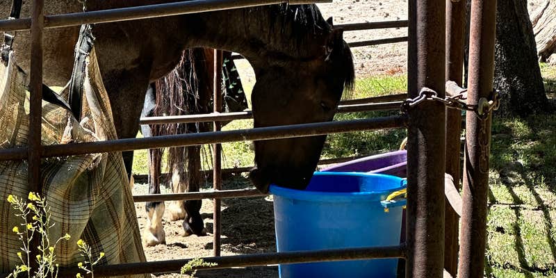 Camper submitted image from big meadows horse camp