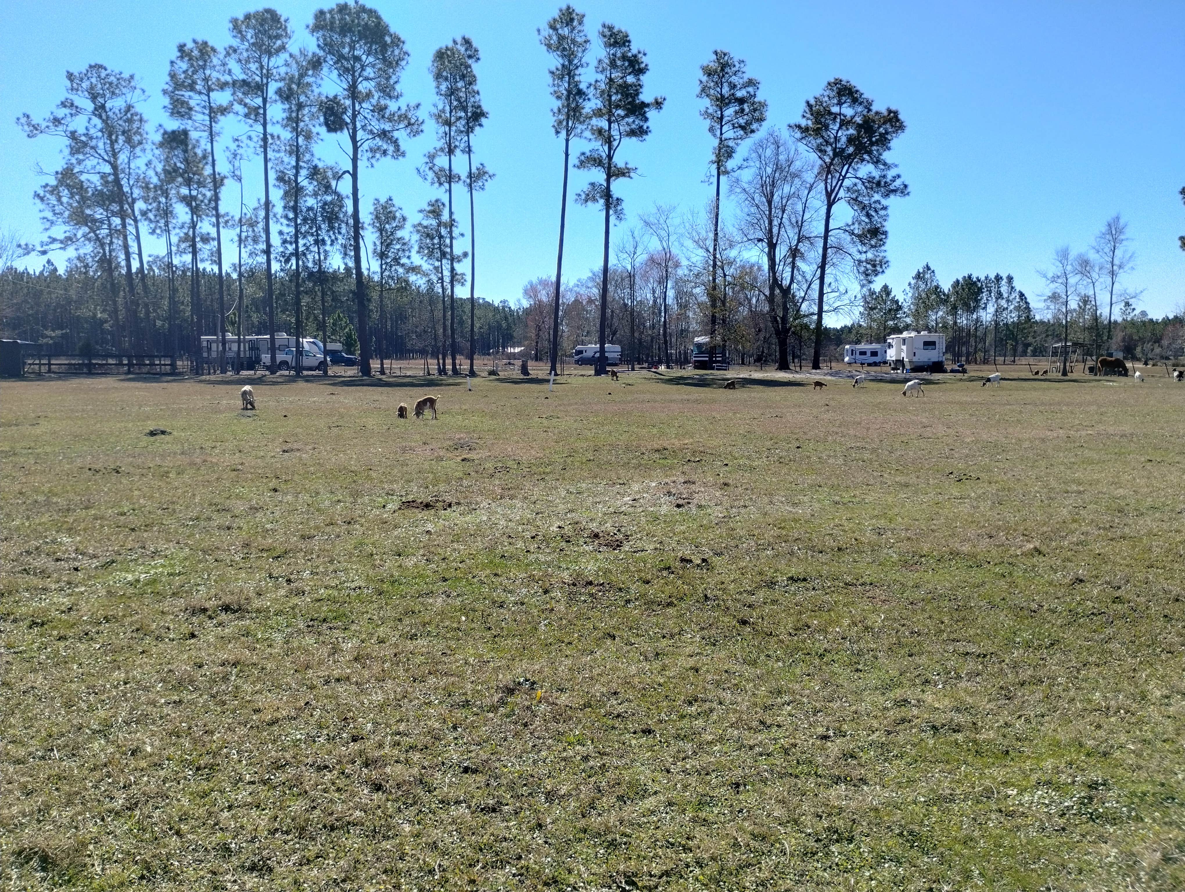 Camper-submitted photo at Big Mike’s Ranch and RV Camp near Nicholls, GA