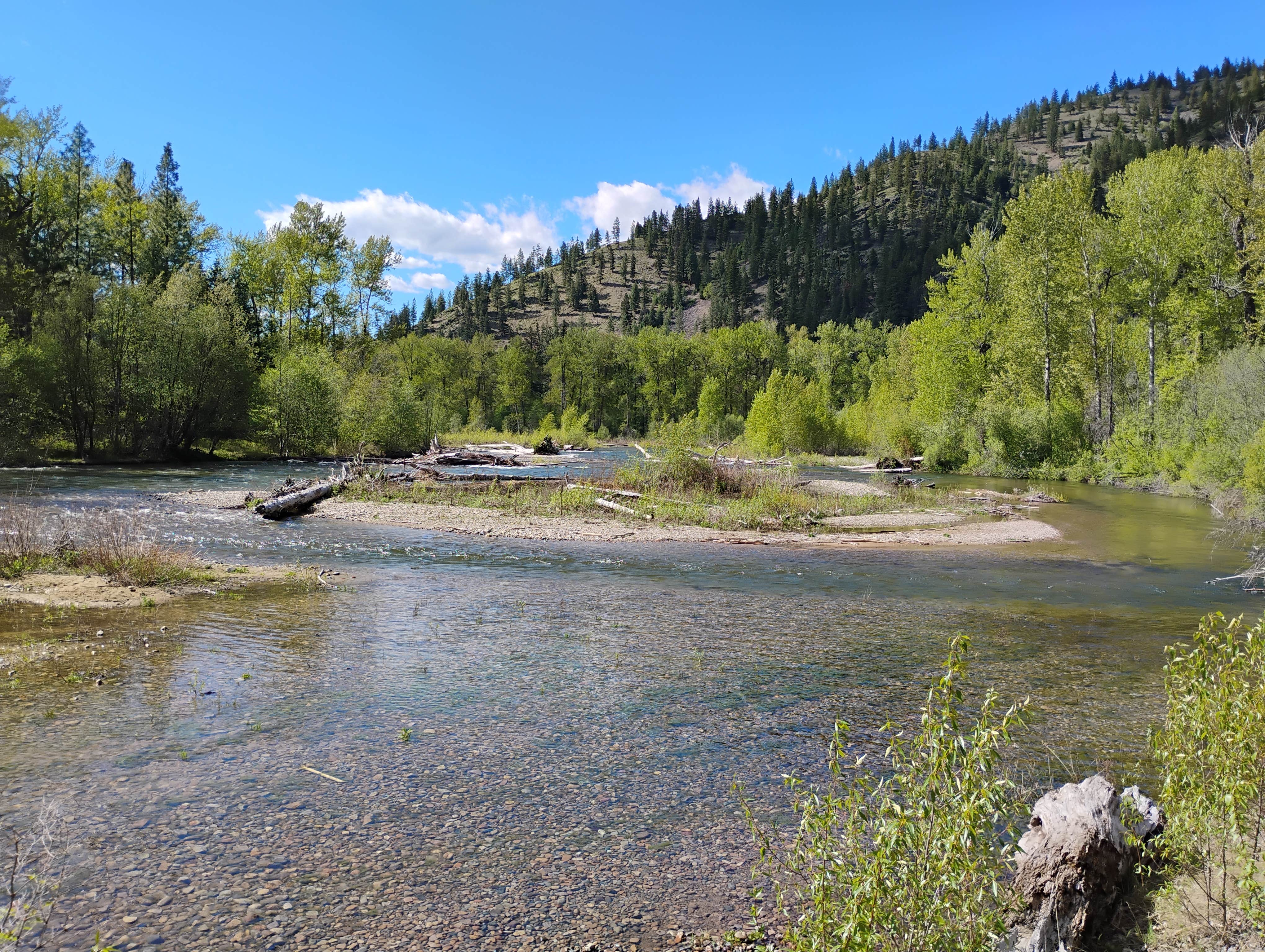 Carol B.'s photo of a dispersed camping area at Big Pine Campground near Lolo National Forest