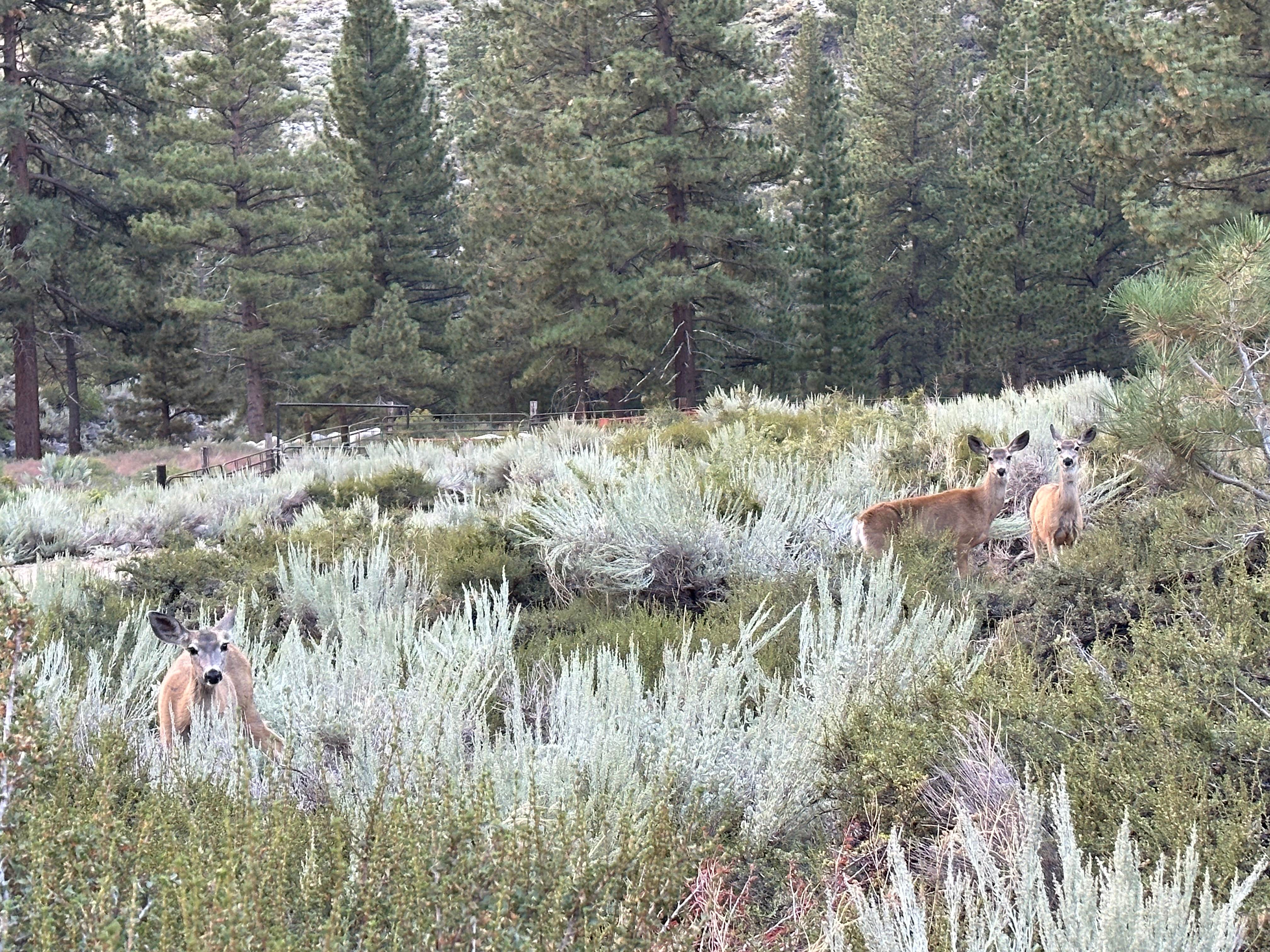 Camper submitted image from Inyo National Forest Big Pine Canyon Recreation Area - 5