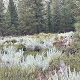 Review photo of Inyo National Forest Big Pine Canyon Recreation Area by Candice M., October 25, 2023