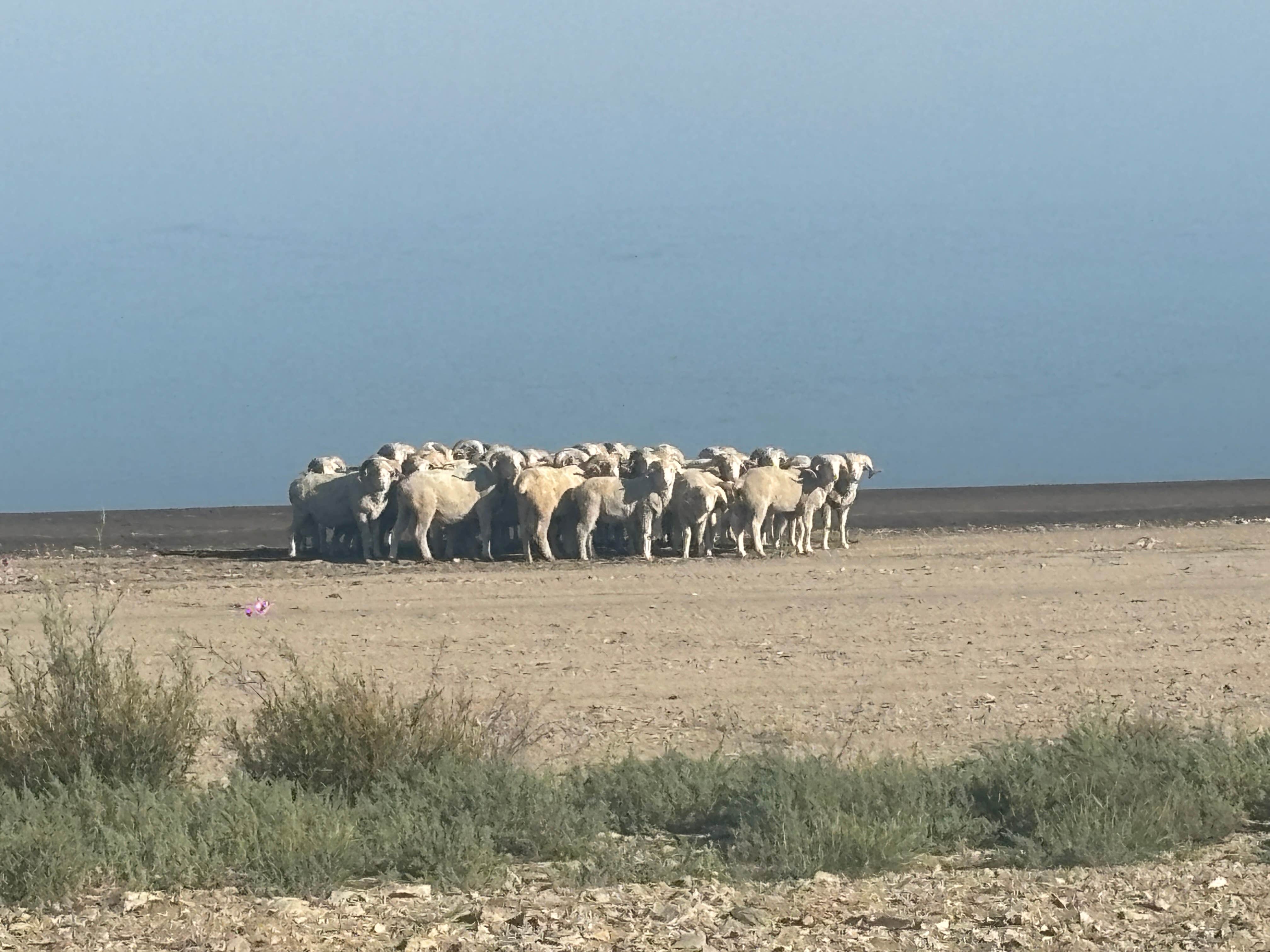 Camper-submitted photo at Big Sandy Reservoir Rec Area near Boulder, WY