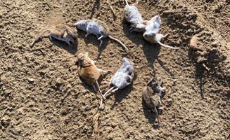Kevin K.'s photo of camping with pets at Big Sandy Reservoir Rec Area in Wyoming