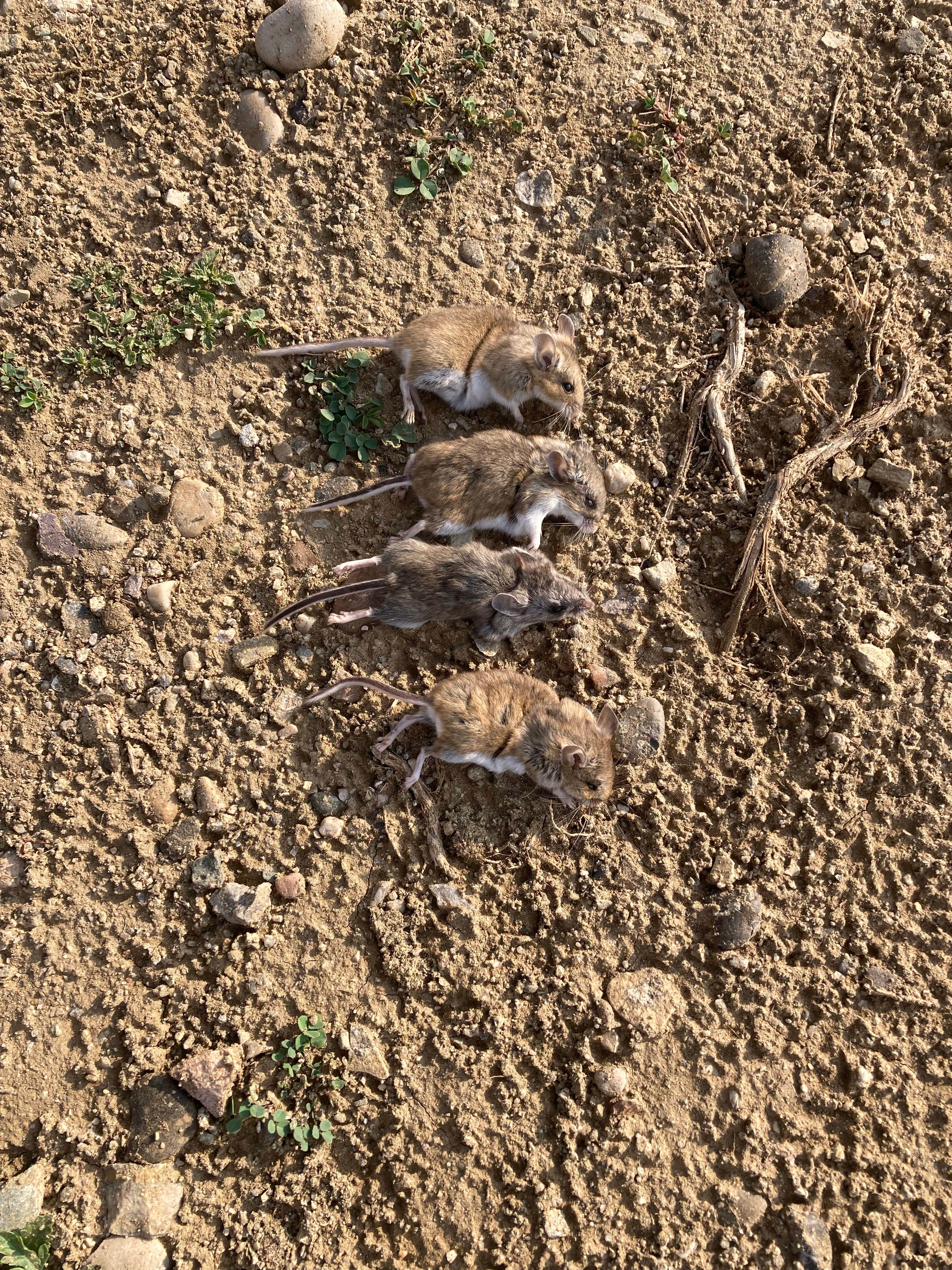 Camper-submitted photo at Big Sandy Reservoir Rec Area near Boulder, WY