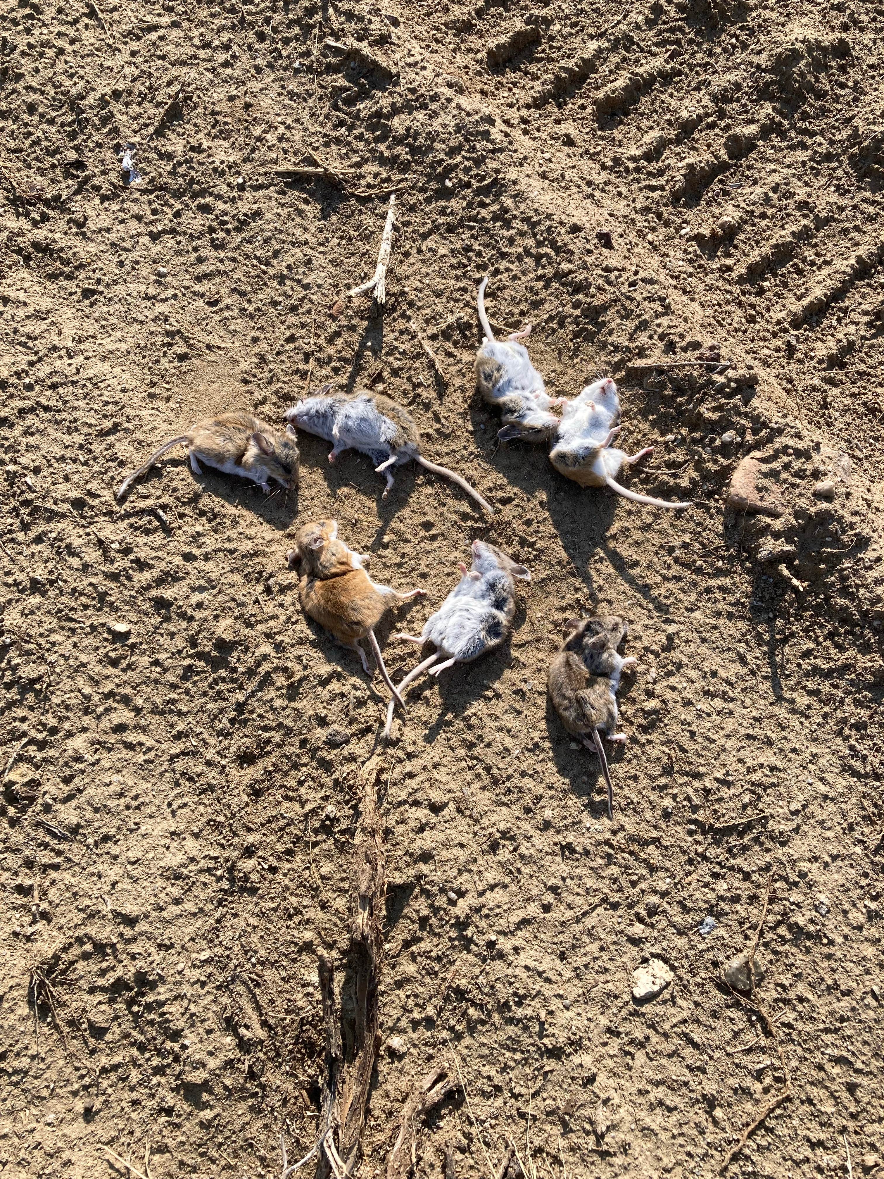 Camper-submitted photo at Big Sandy Reservoir near Boulder, WY
