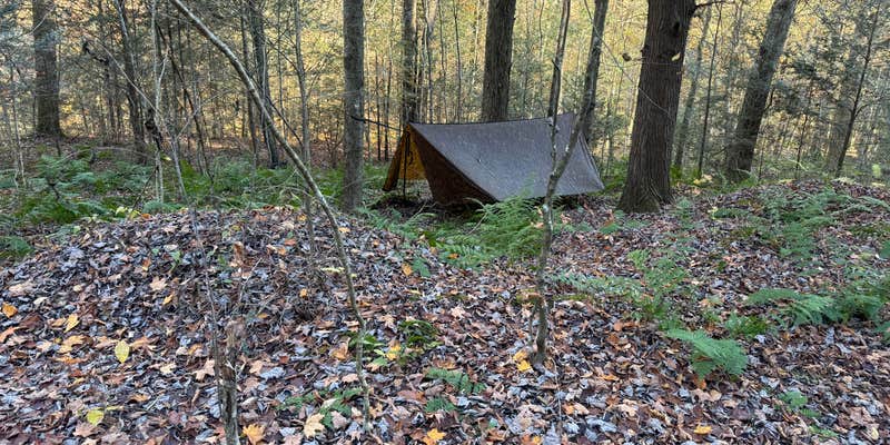 Camper submitted image from Big Springs Rd Site — Susquehannock State Forest
