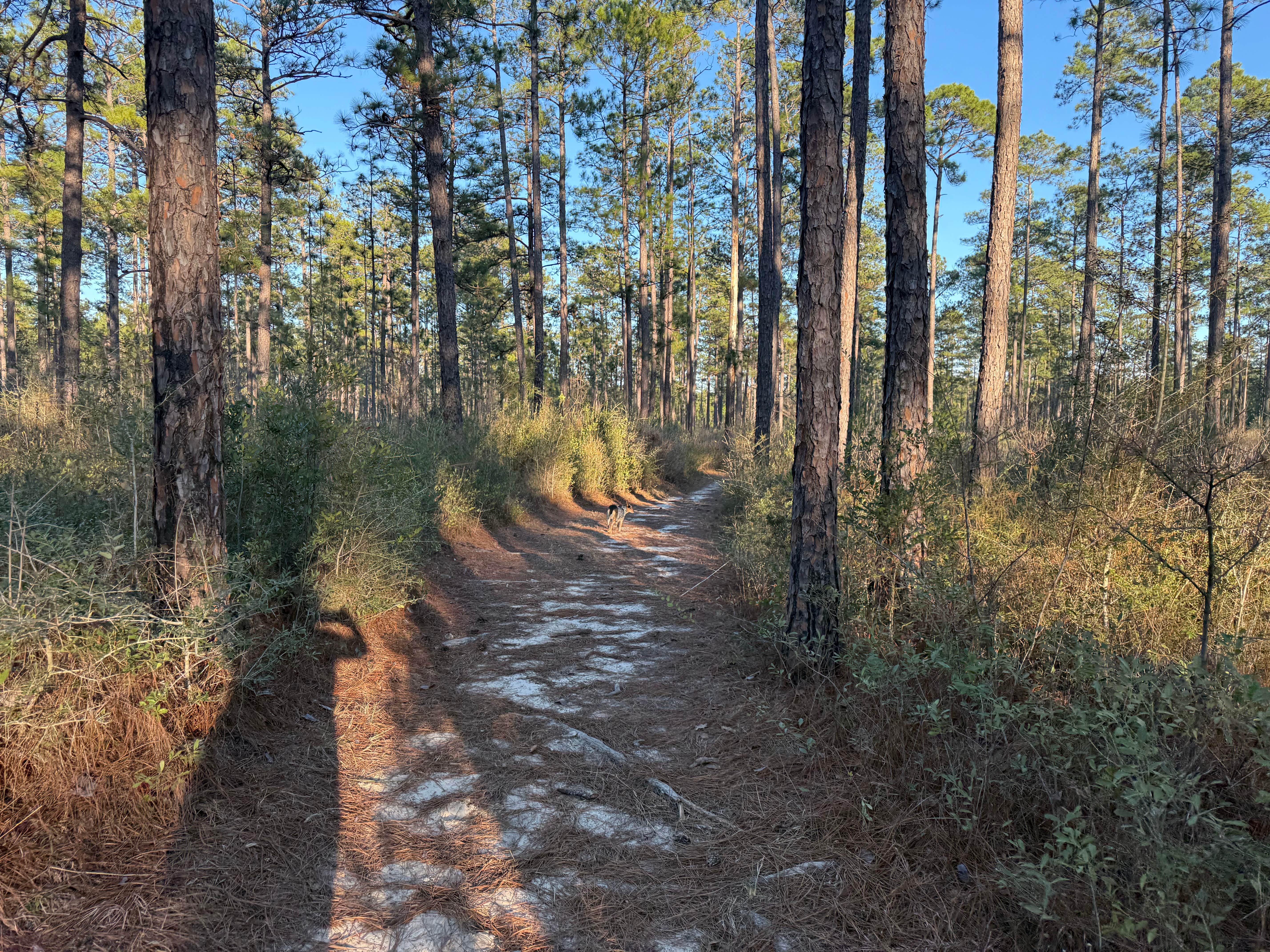Camper-submitted photo at Big Foot Horse Trail and Camp -USFS near De Soto National Forest