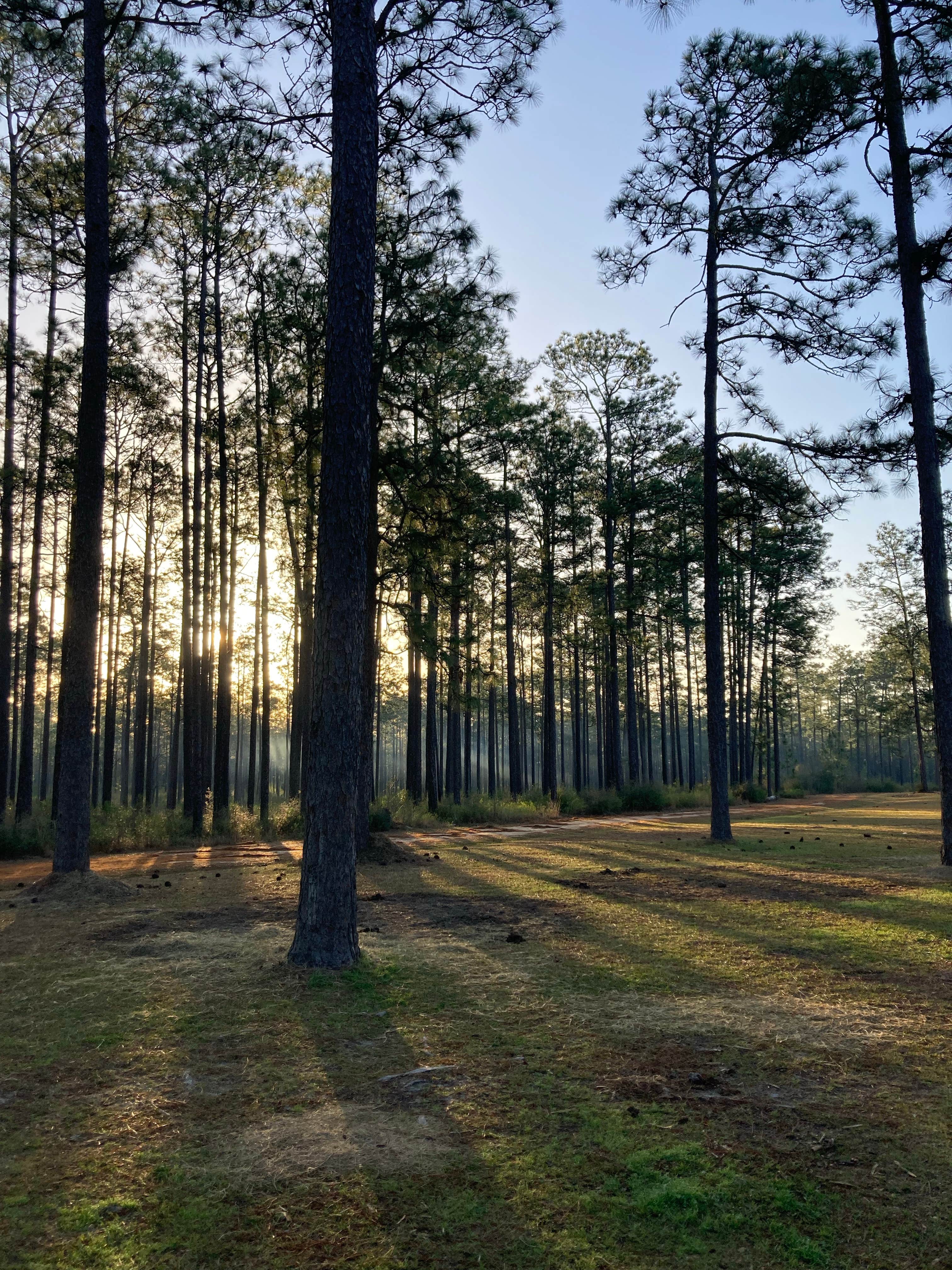Camper-submitted photo at Big Foot Horse Trail and Camp -USFS near Wiggins, MS