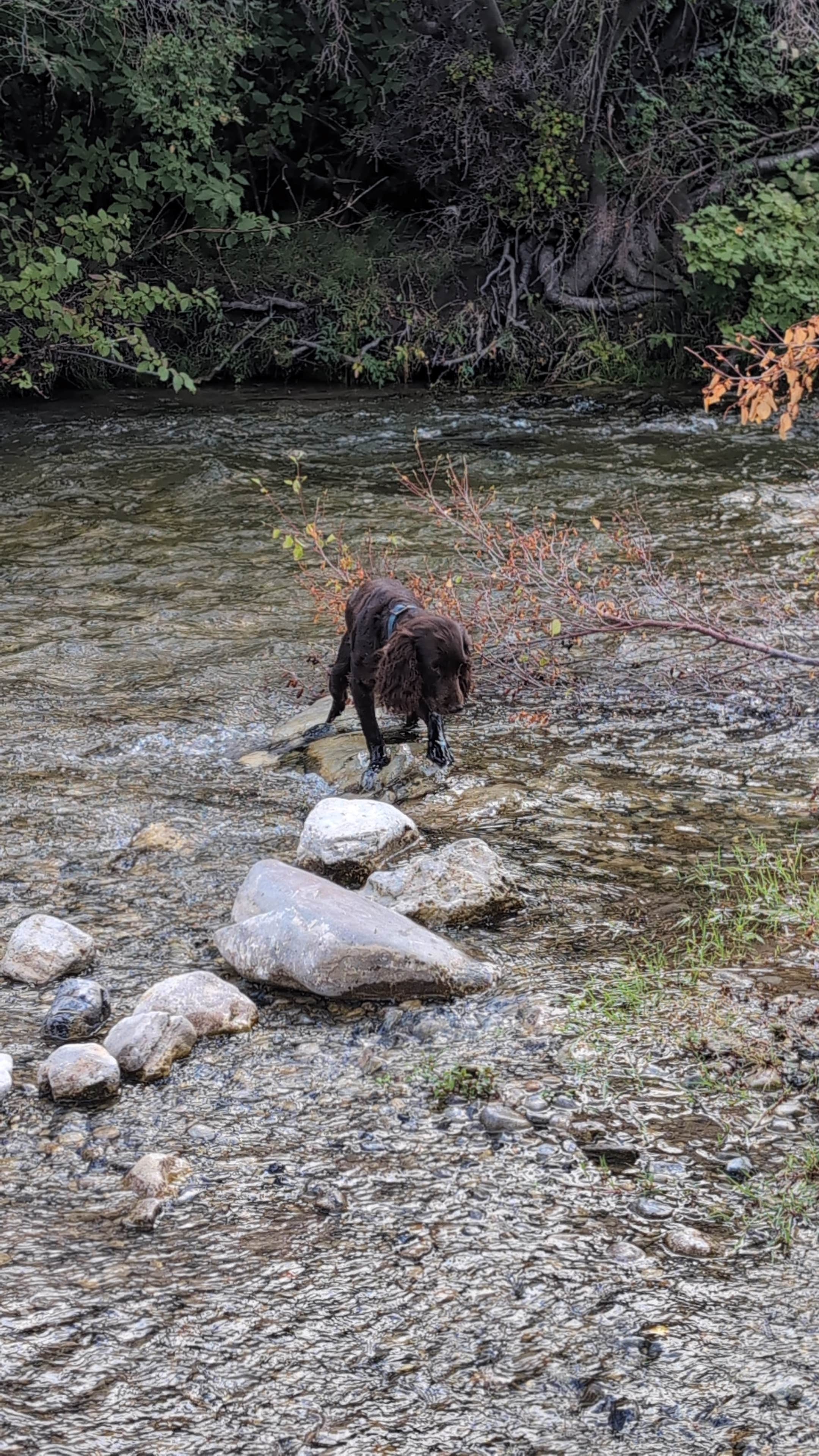 Camper-submitted photo at Birch Creek Camp on Eight Mile Canyon Road near Dubois, ID