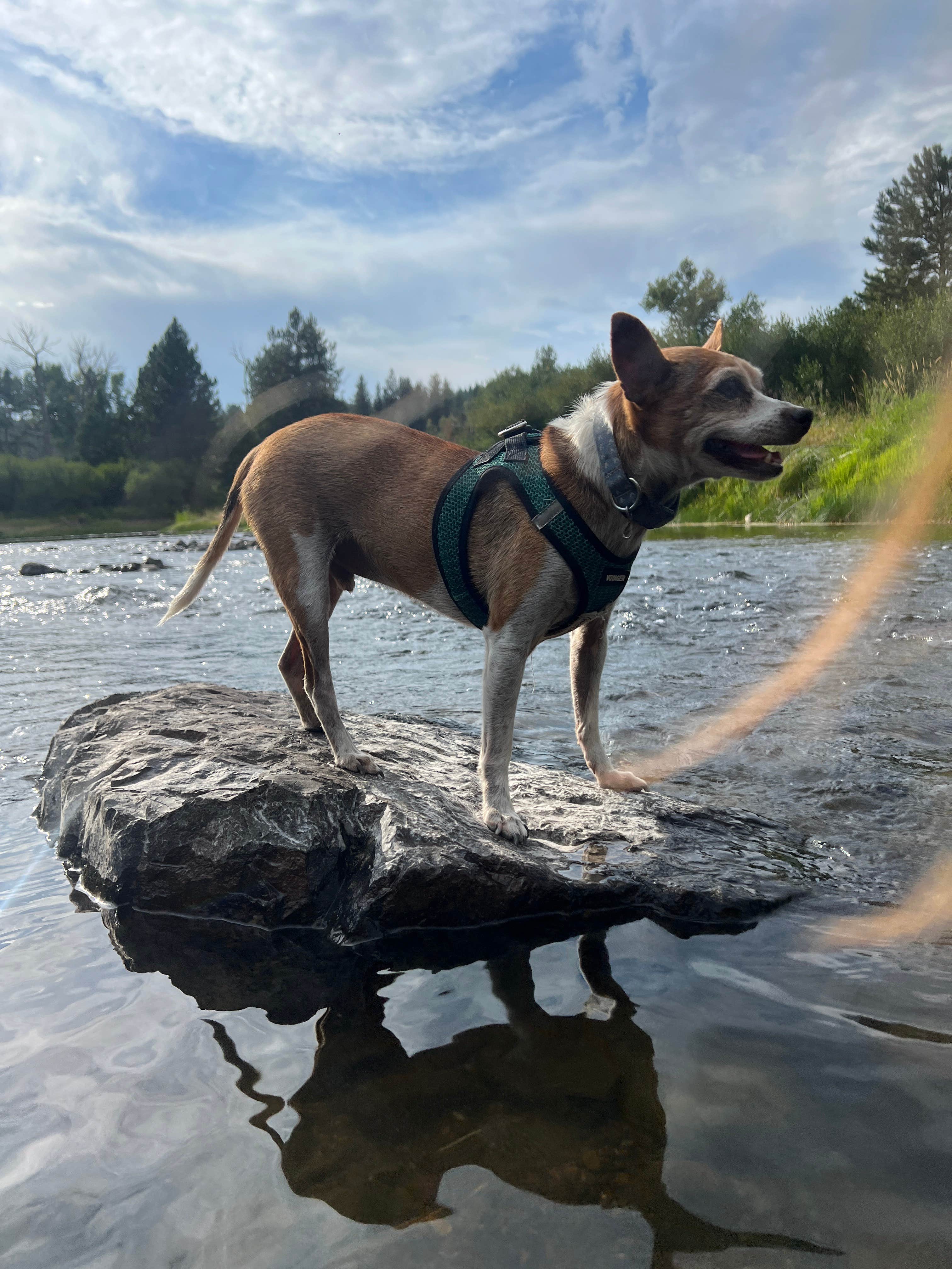 Paige P.'s photo of camping with pets at Bird Track Springs Campground near Pendleton, OR