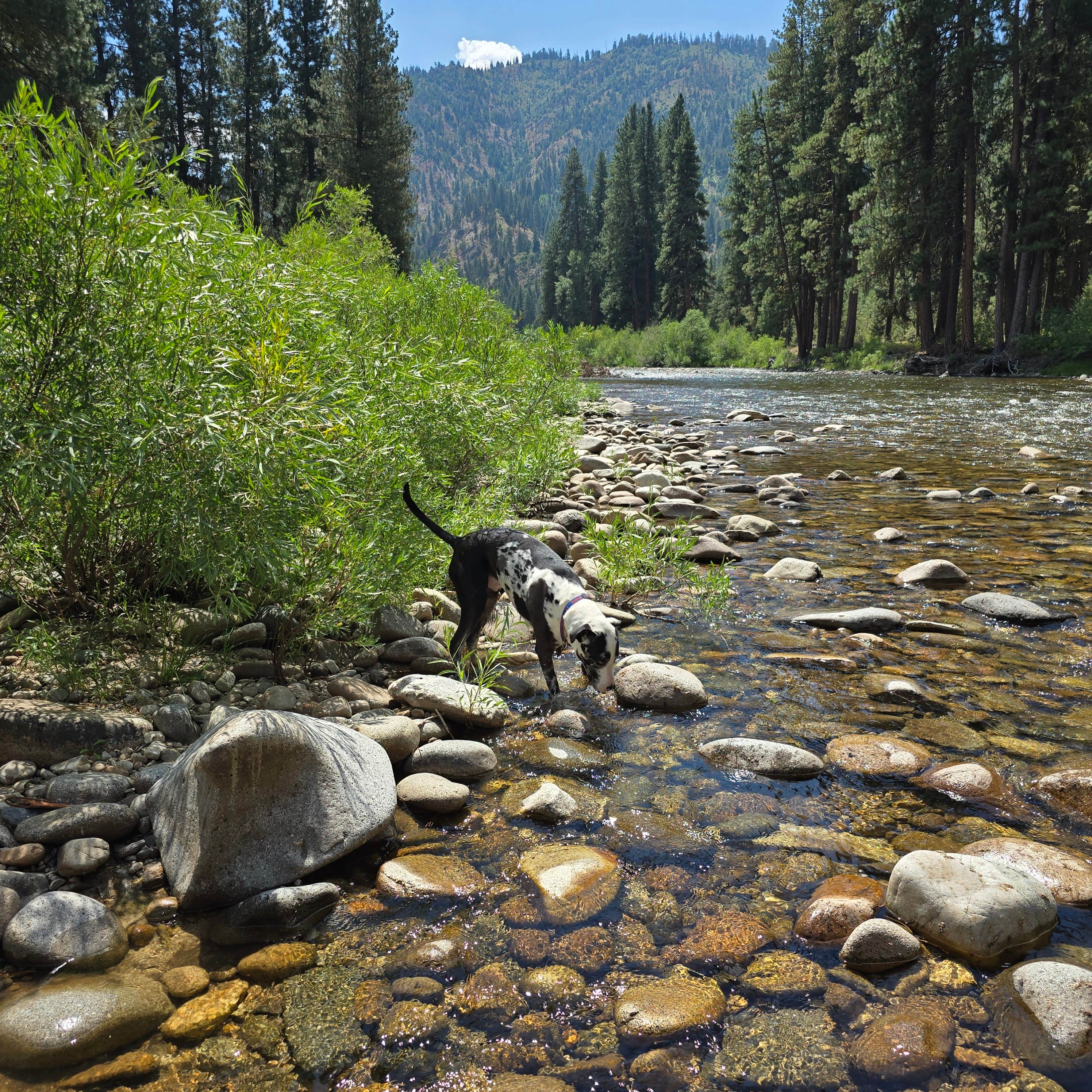 Camper-submitted photo at Birdie Creek Campground near Corral, ID