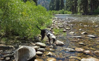 Laura R.'s photo of camping with pets at Birdie Creek Campground near Boise National Forest
