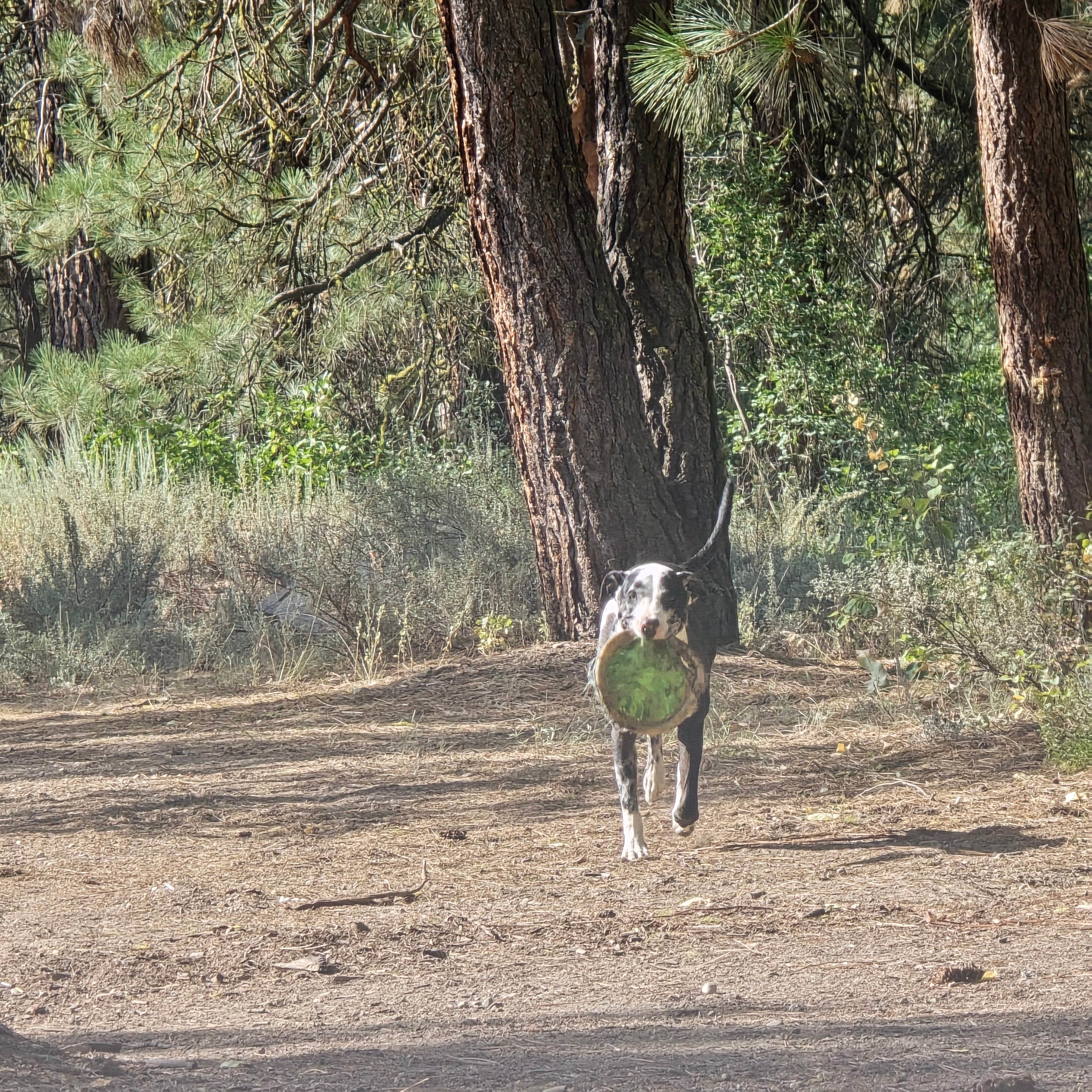 Camper-submitted photo at Birdie Creek Campground near Corral, ID