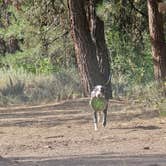Review photo of Birdie Creek Campground by Laura R., August 11, 2025