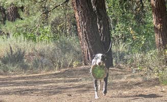 Laura R.'s photo of camping with pets at Birdie Creek Campground near Glenns Ferry, ID