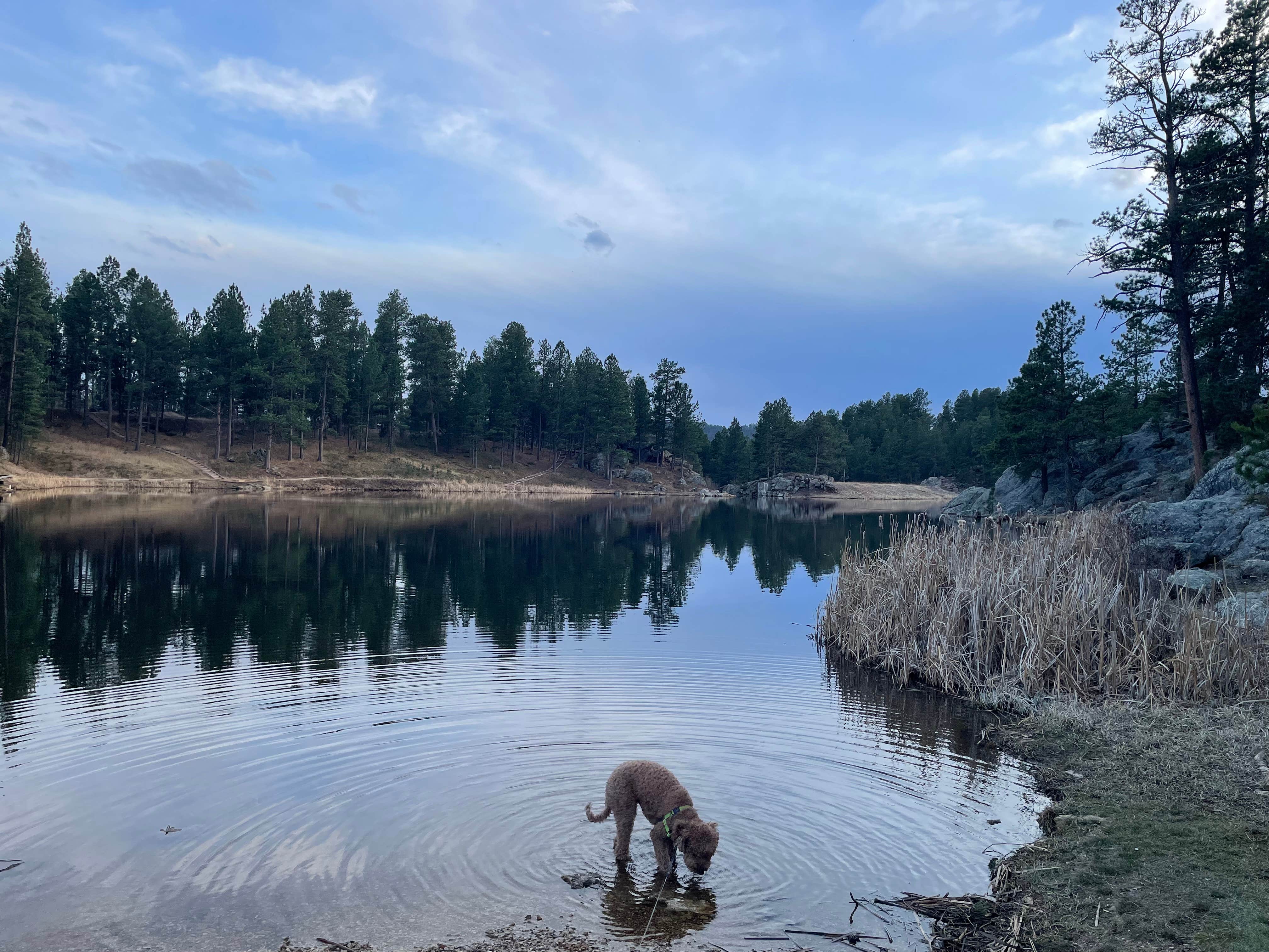 Kate A.'s photo of camping with pets at Bismarck Lake Campground near Custer, SD