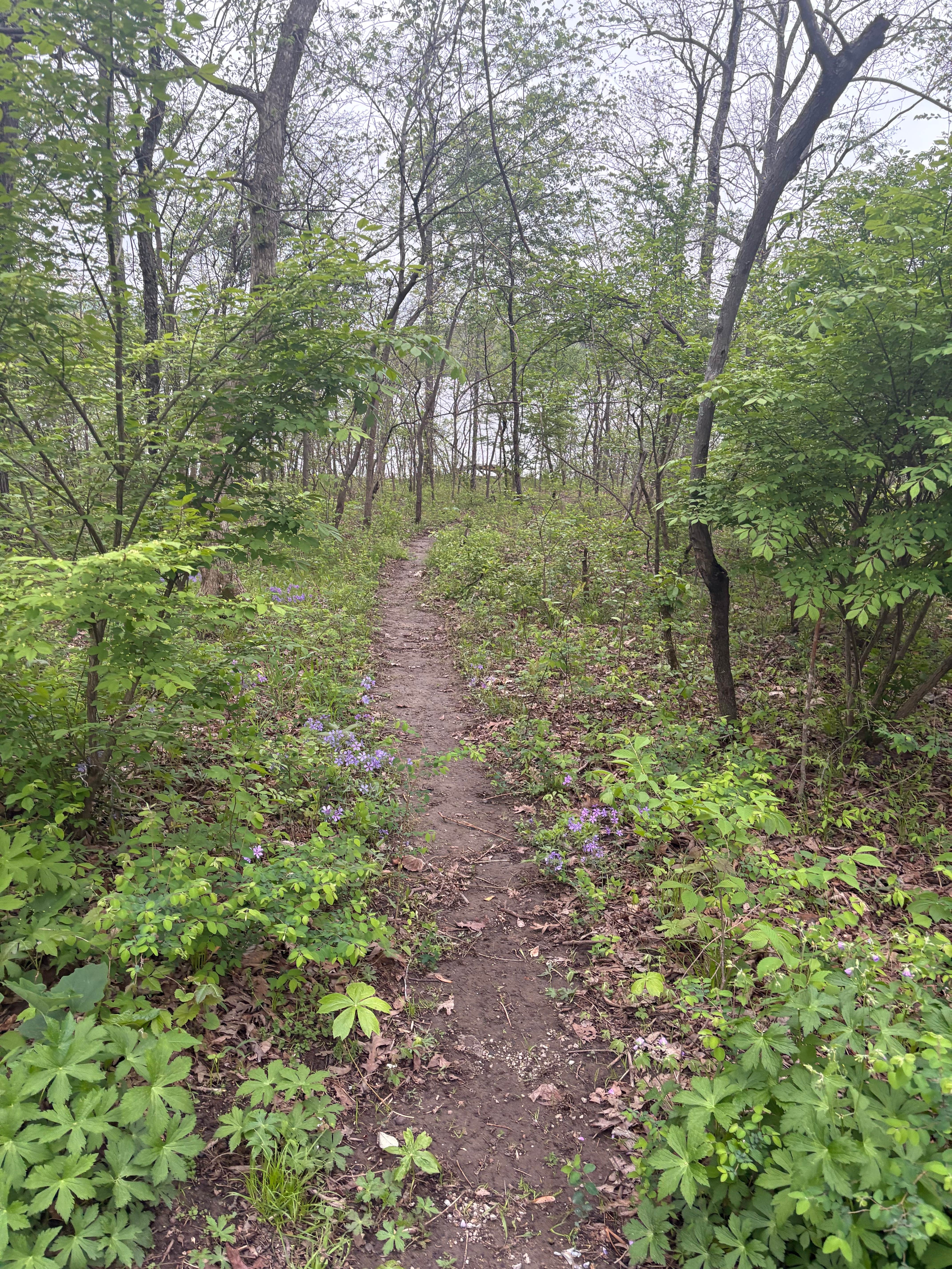Camper-submitted photo at Bismark Lake Conservation Area near Irondale, MO