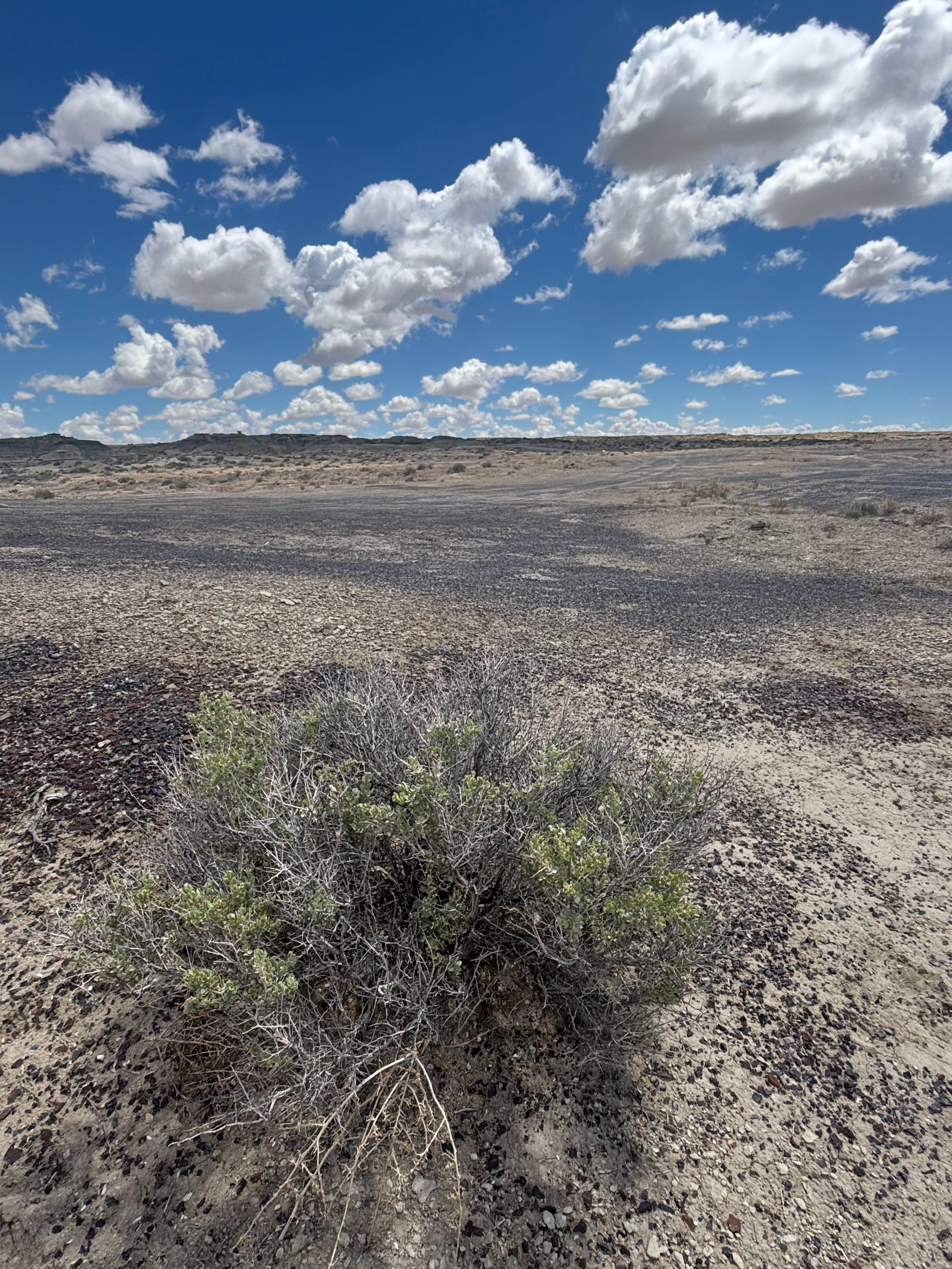 Camper-submitted photo at Bisti/De-Na-Zin Wilderness | Dispersed Camping near Nageezi, NM