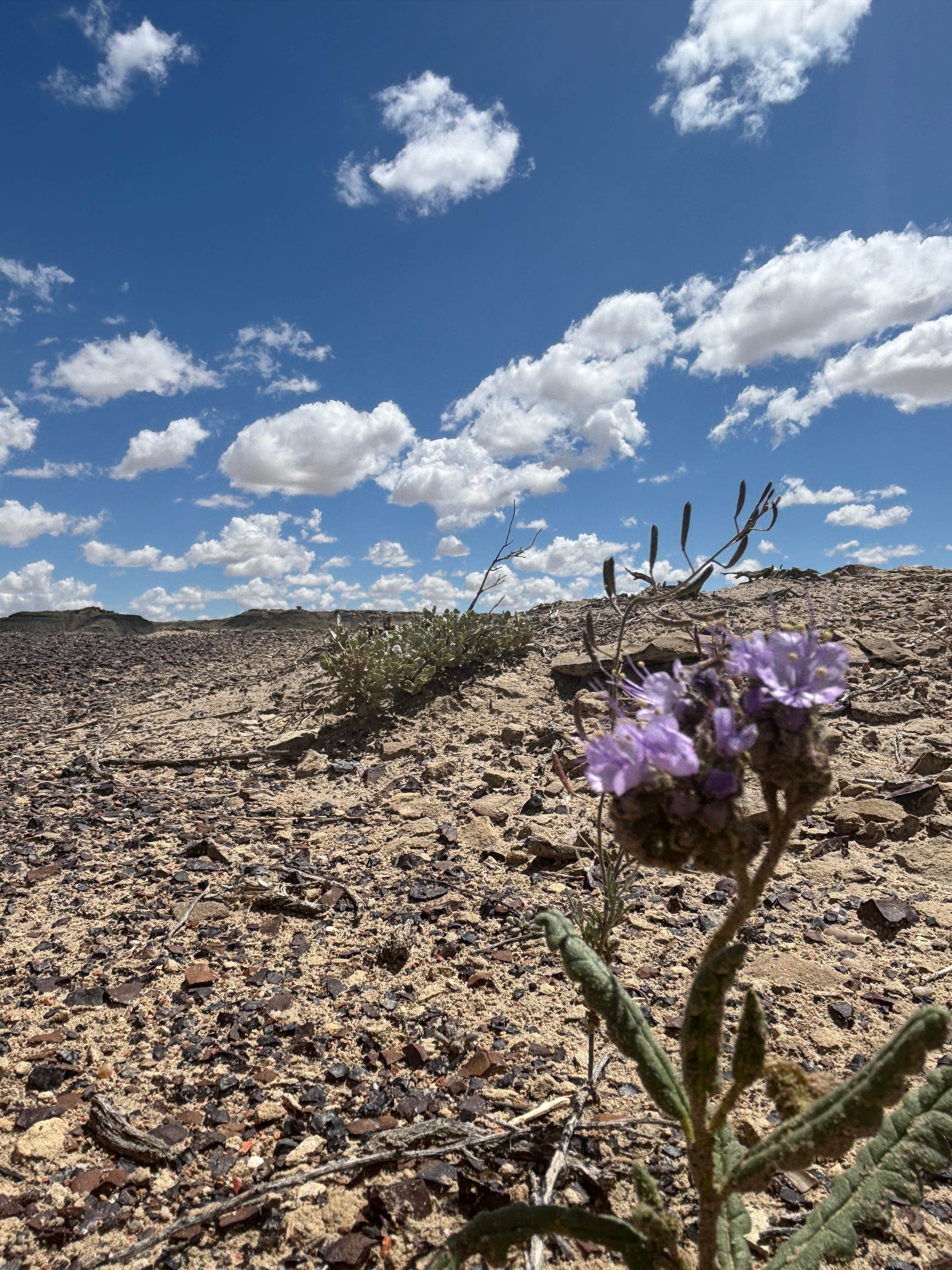 Karla L.'s photo of a dispersed camping area at Bisti/De-Na-Zin Wilderness | Dispersed Camping near Aztec, NM